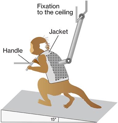 Treadmill Training for Common Marmoset to Strengthen Corticospinal Connections After Thoracic Contusion Spinal Cord Injury